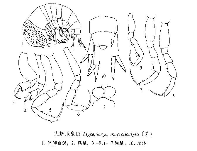 大指爪泉戎