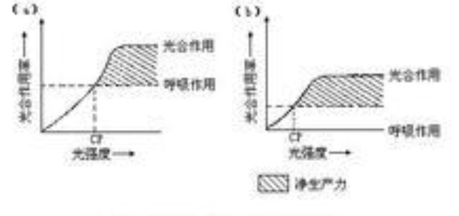 光照強度對植物影響