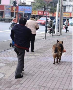 大狗叼2袋水果追隨殘疾主人