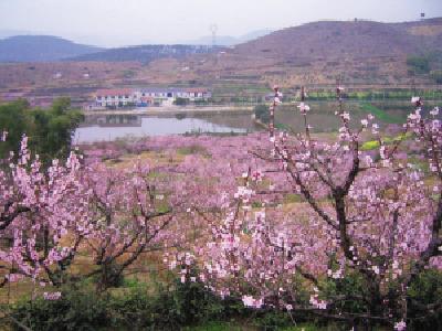 橫山埠村