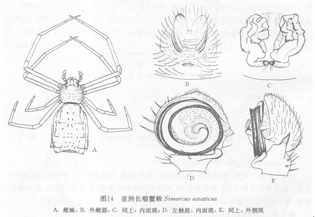 亞洲長瘤蟹蛛