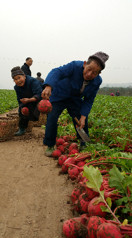 青草壩蘿蔔