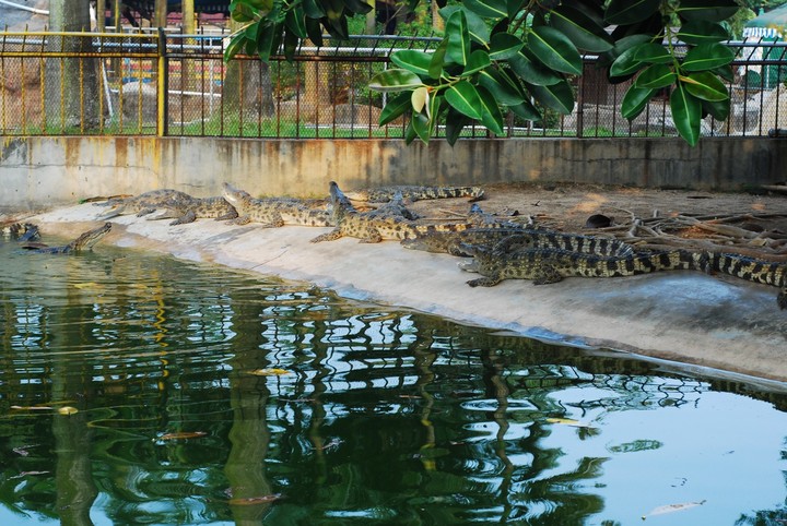 珠海鱷魚島公園