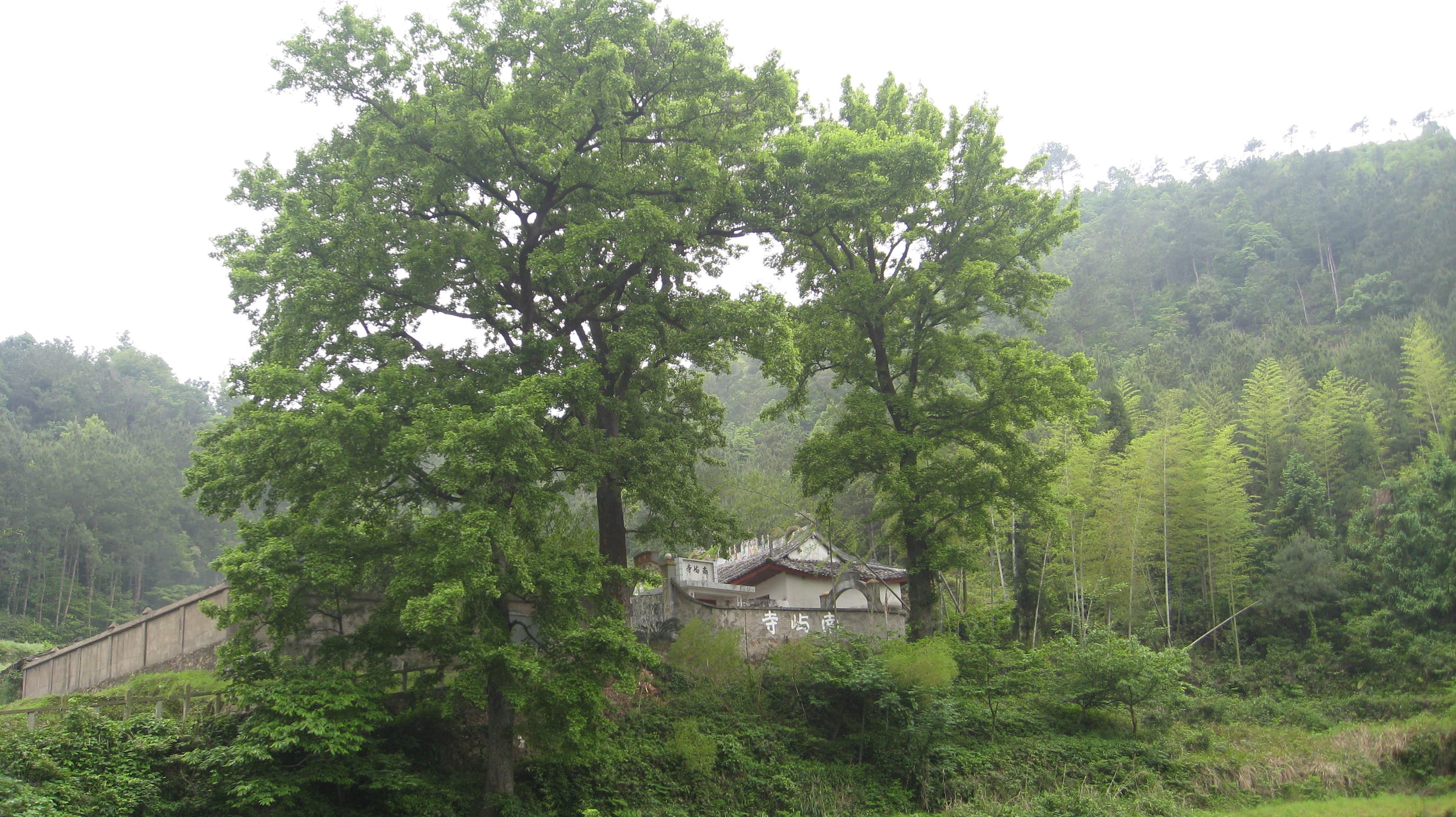 葉山庵嶺古道