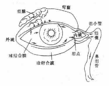 眼結膜