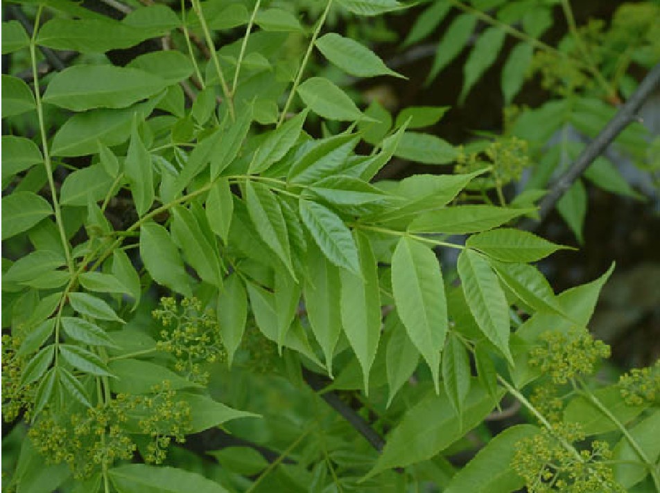 落葉喬木植物臭椿