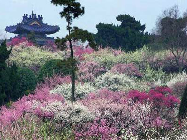 梅(青梅（薔薇科杏屬植物）)