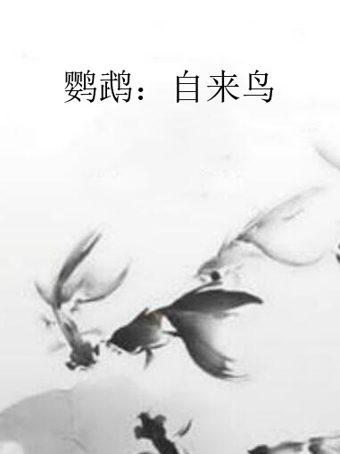 鸚鵡：自來鳥