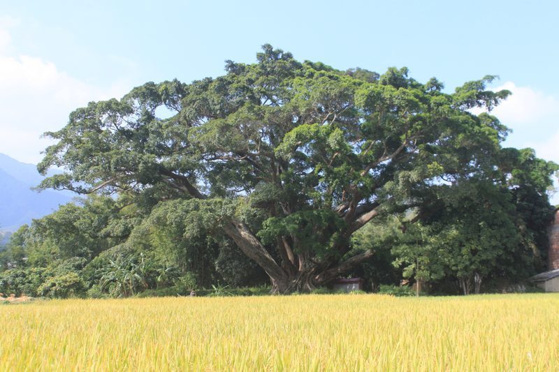 廣東榕樹王