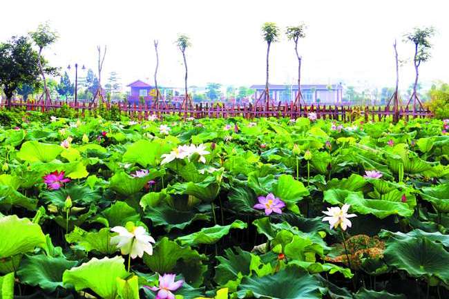 汕頭綠夢濕地生態園