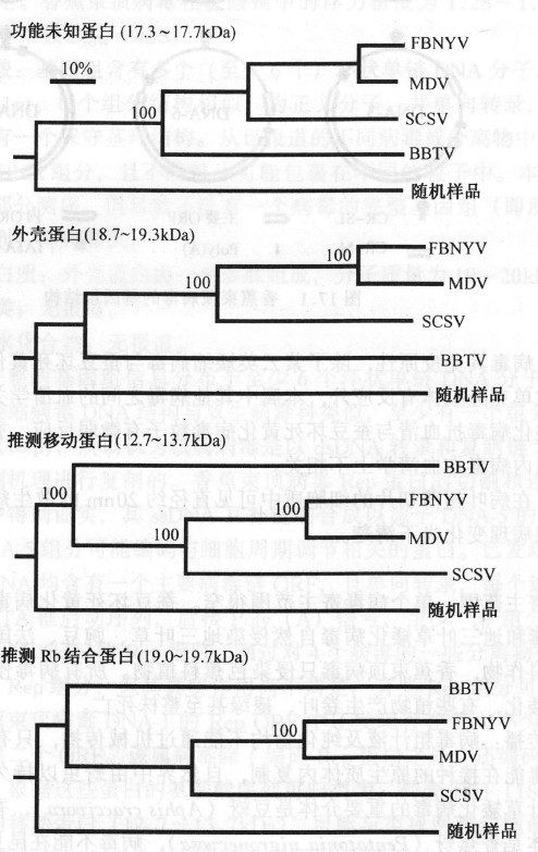 矮縮病毒屬4種病毒的系統發育樹