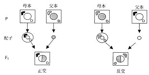 細胞質遺傳