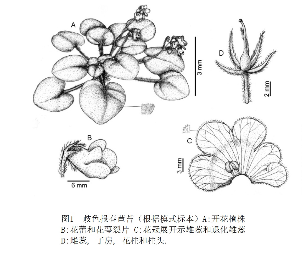 歧色報春苣苔