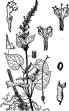 細齒異野芝麻（來源中國植物志）