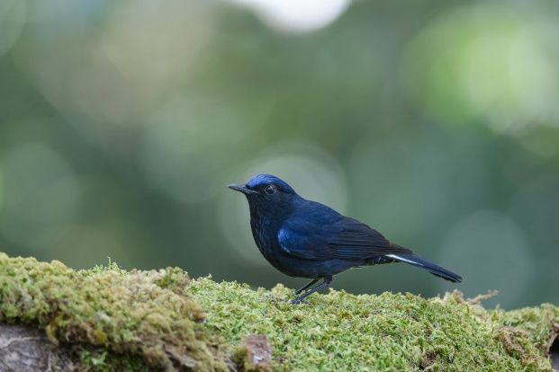 白尾藍[地]鴝指名亞種