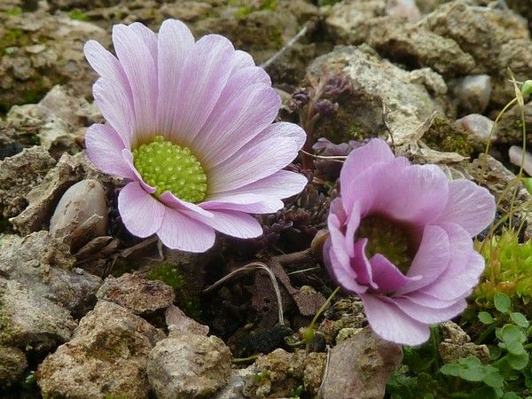 美花草屬