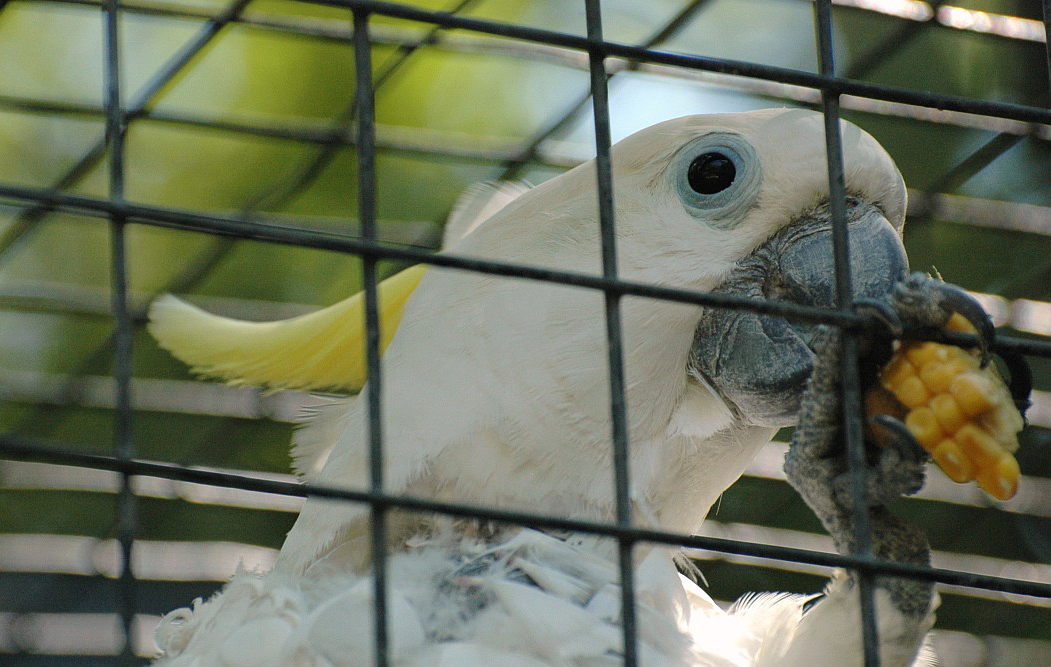 葵花鳳頭鸚鵡紐幾內亞亞種（圖3）