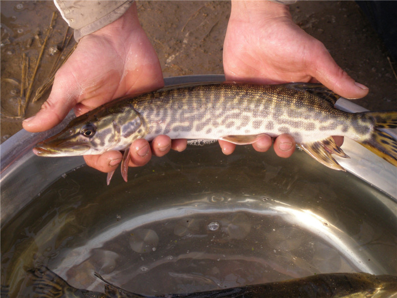 阿勒泰狗魚