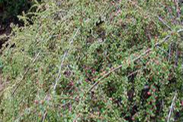 Cotoneaster adpressus