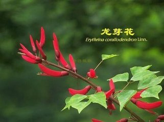 龍芽花