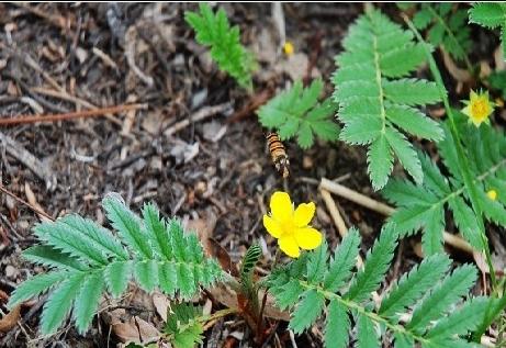 蕨麻草圖片