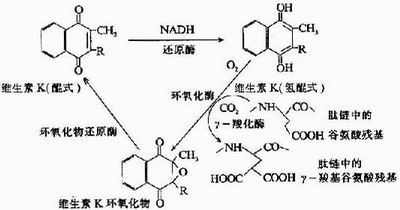 藥物致使維生素K合成受阻