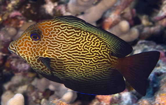 夏威夷櫛齒刺尾魚