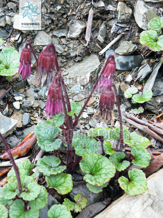 長柱垂頭菊