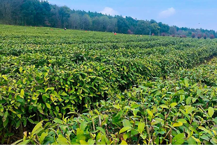 火門山茶園