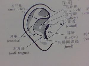 耳朵結構