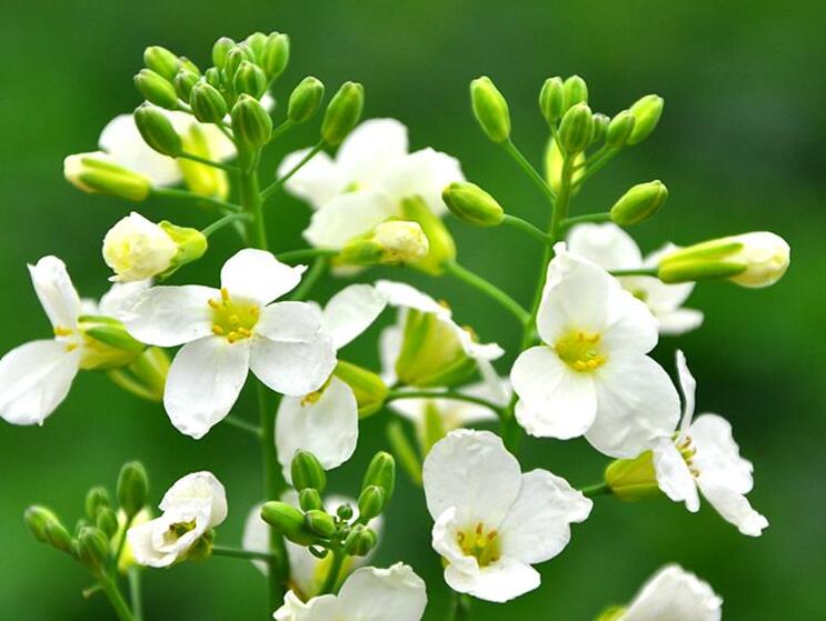 白花甘藍(芥藍（十字花科芸薹屬植物）)