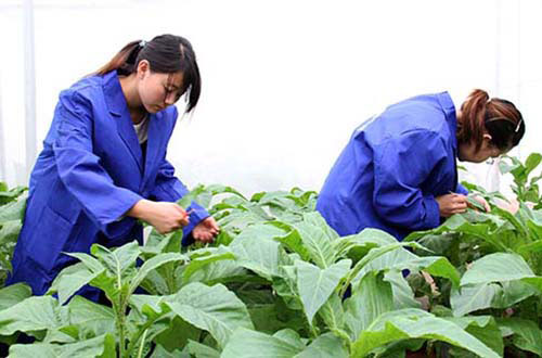 國家菸草專賣局菸草行業菸草工業生物技術重點實驗室