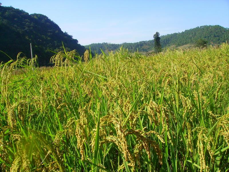 小雲村