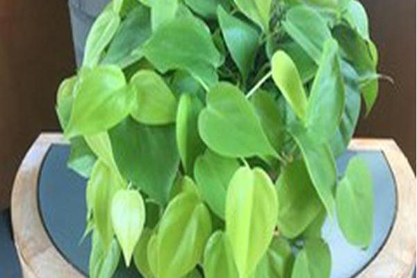 Epipremnum aureum \x27Neon\x27