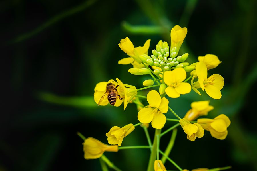 油菜花(散文油菜花)