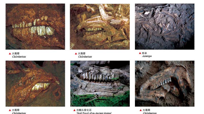 動物化石遺蹟