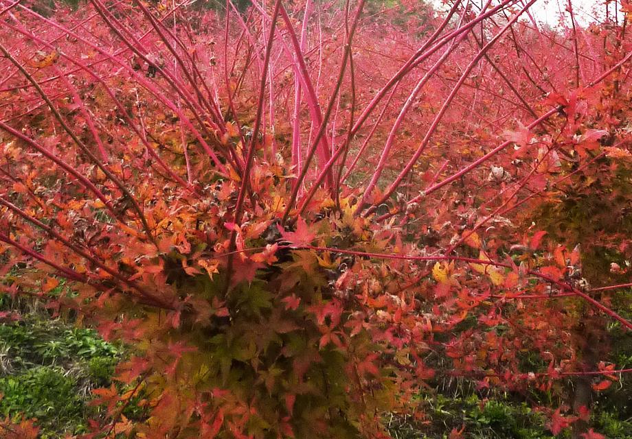 日本紅楓赤桿楓