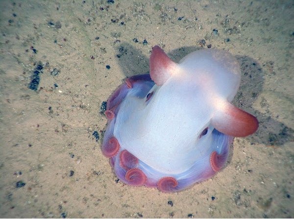 小飛象章魚