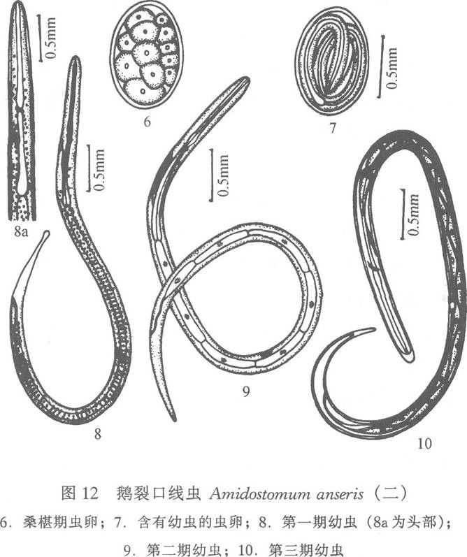 天鵝裂口線蟲