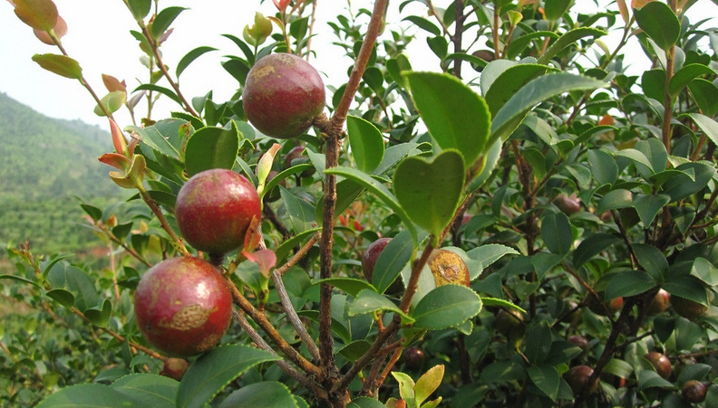 博白大果油茶