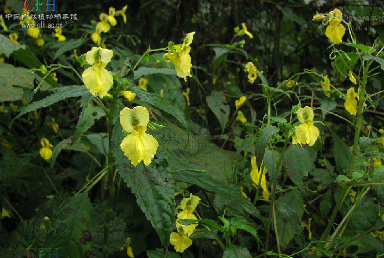 小穗鳳仙花