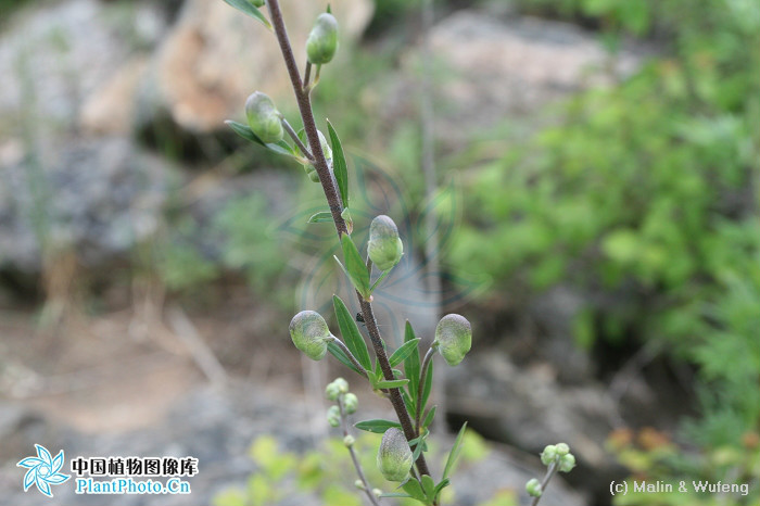 陰山烏頭（變種）