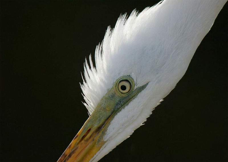 鳥(體表被覆羽毛的卵生脊椎動物)