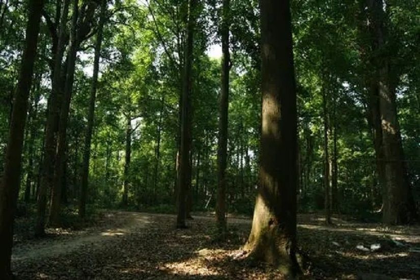 建陽麻沙楠木林景區