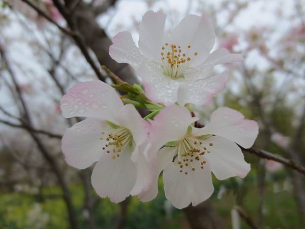 天適櫻花悠樂園