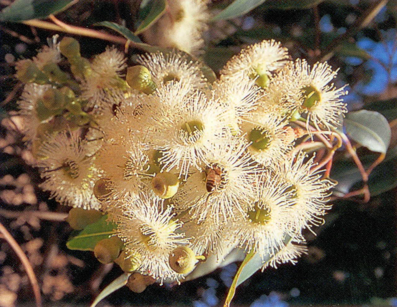 紅桉樹蜂蜜