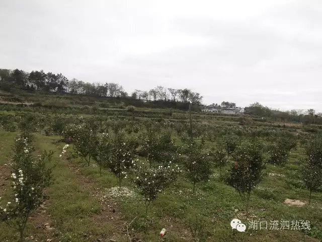 長壠廖村油茶種植