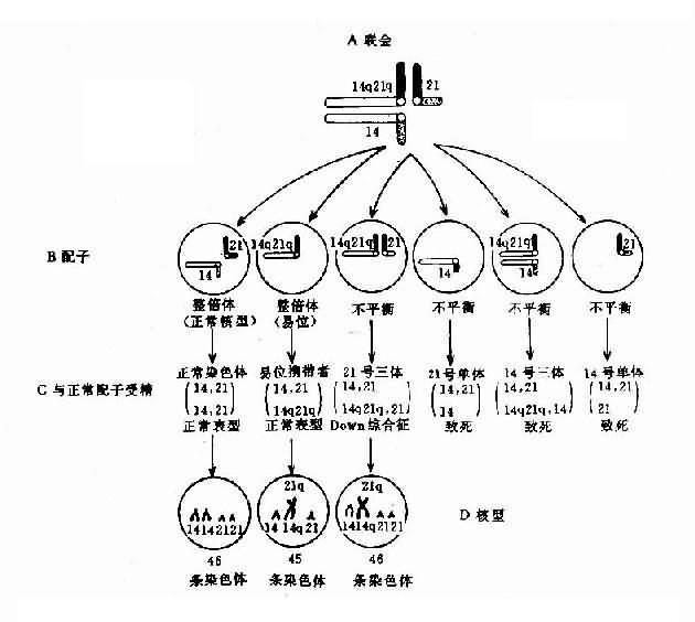 平衡致死品系