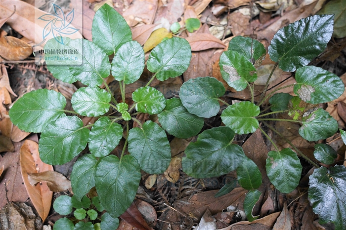 地埂鼠尾草硬毛變種