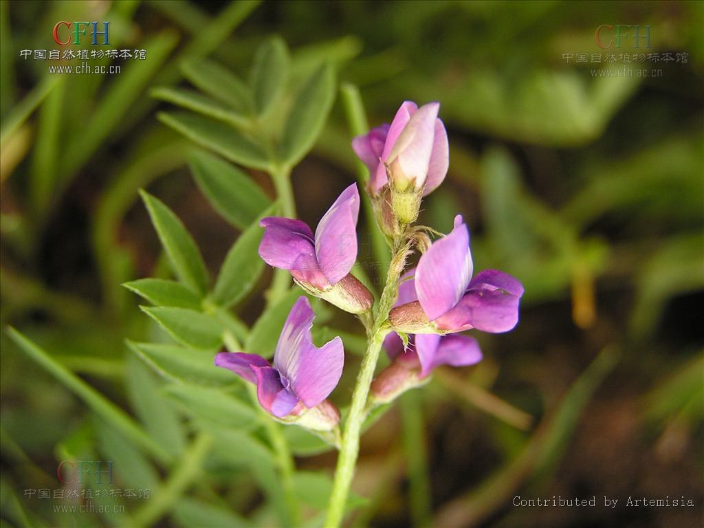 小花棘豆